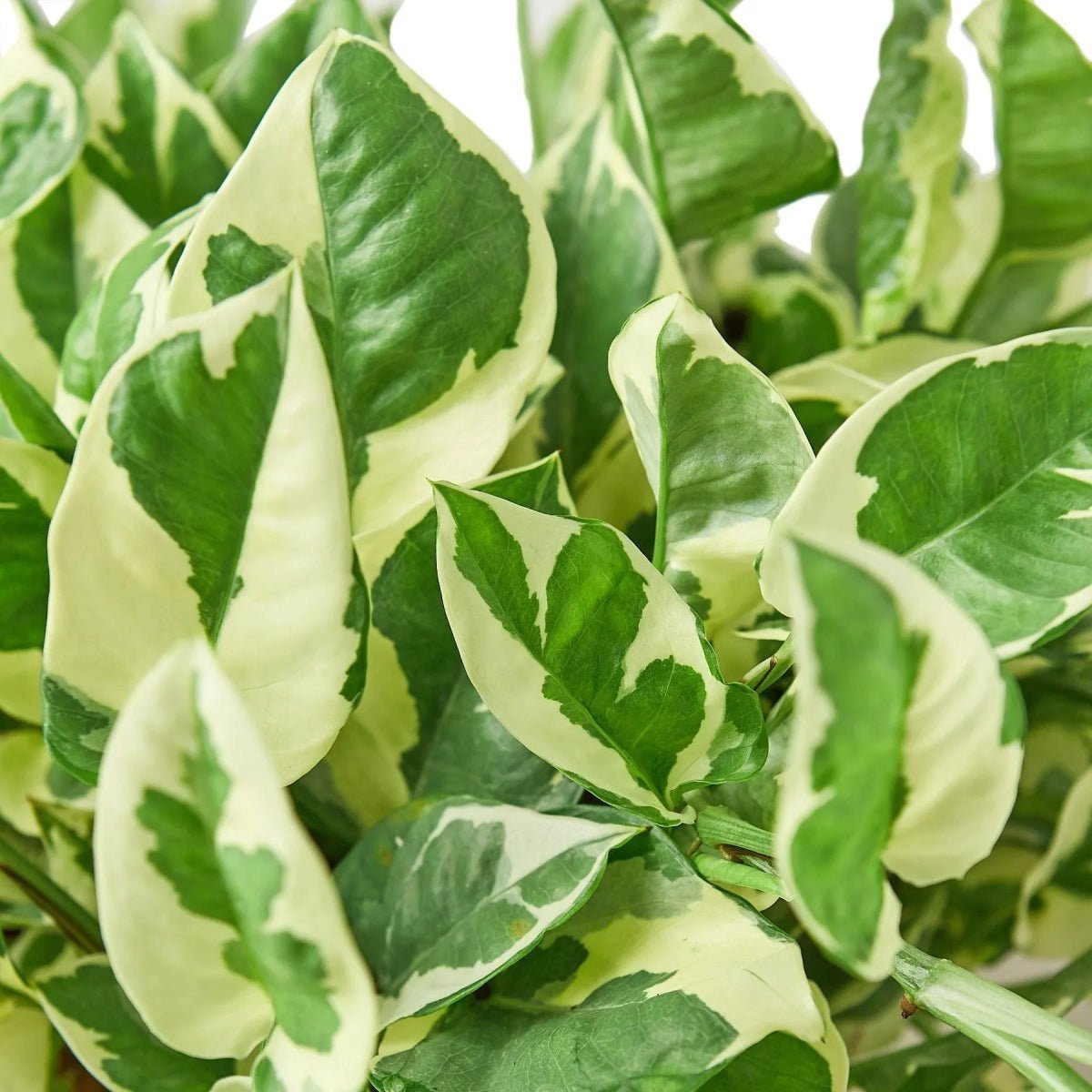 Pothos 'N'joy'-Indoor Plants-Trendy Gardener