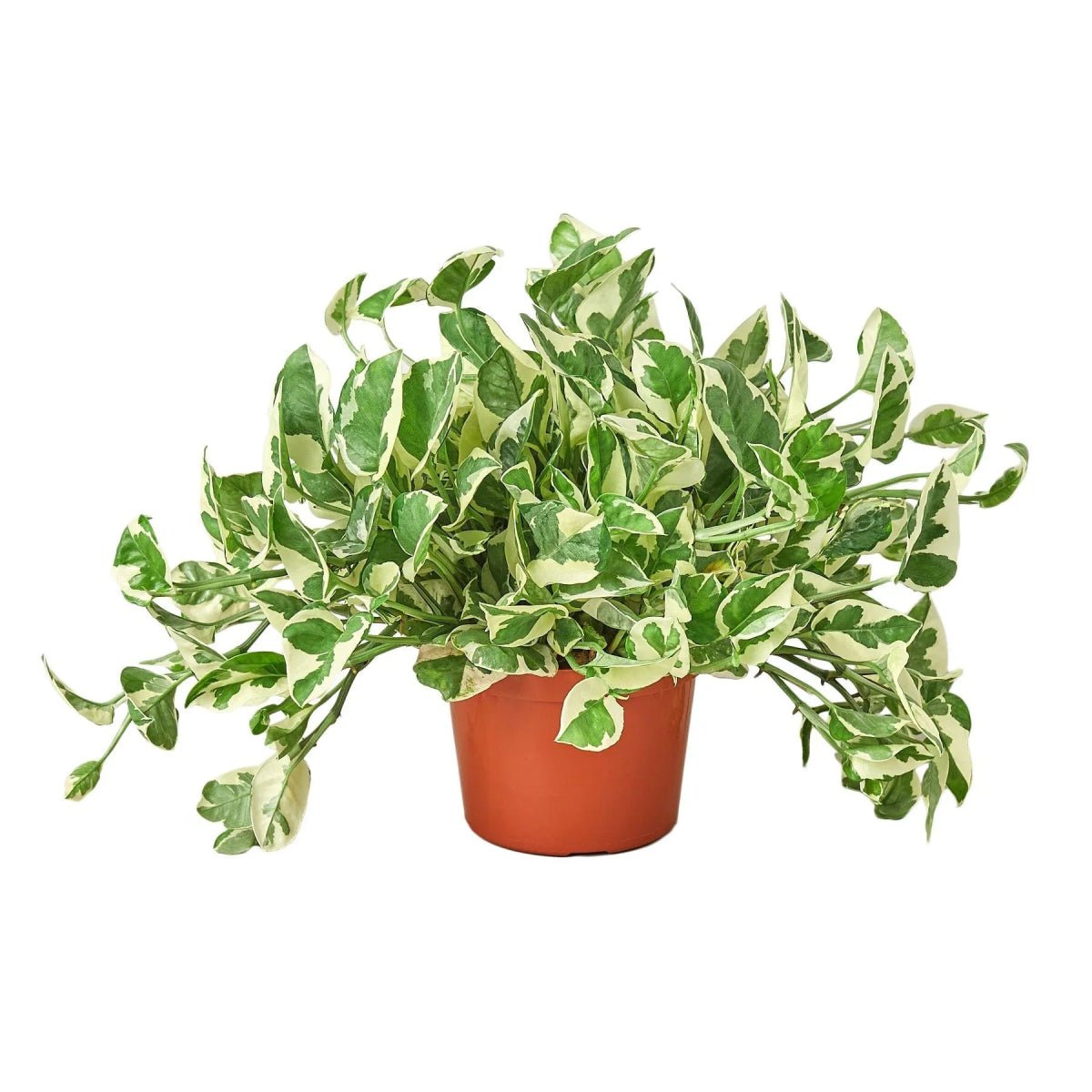 Pothos 'N'joy'-Indoor Plants-Trendy Gardener