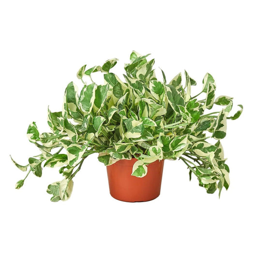 Pothos 'N'joy'-Indoor Plants-Trendy Gardener