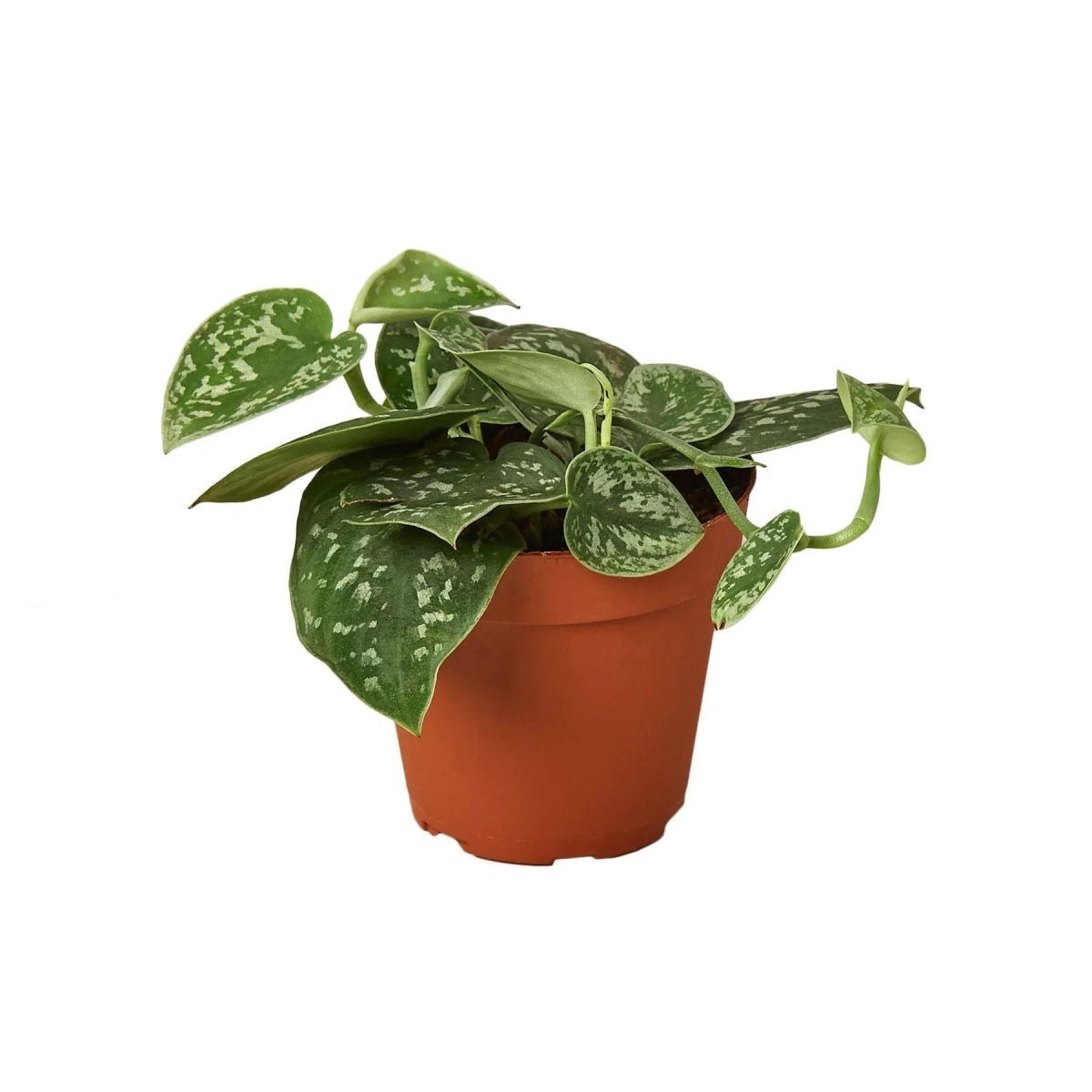 Pothos 'Satin'-Indoor Plants-Trendy Gardener