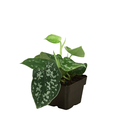 Pothos 'Satin'-Indoor Plants-Trendy Gardener