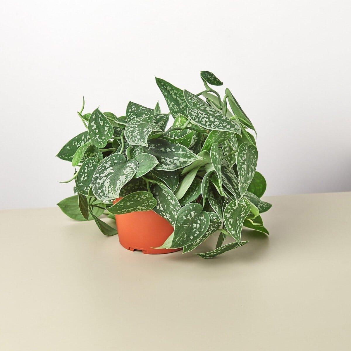 Pothos 'Satin'-Indoor Plants-Trendy Gardener