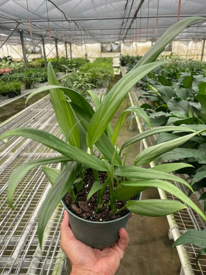 Pothos 'Silver Streak'-Indoor Plants-Trendy Gardener
