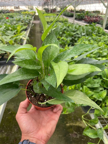 Pothos Skeleton Key-Indoor Plants-Trendy Gardener