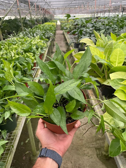 Pothos Skeleton Key-Indoor Plants-Trendy Gardener