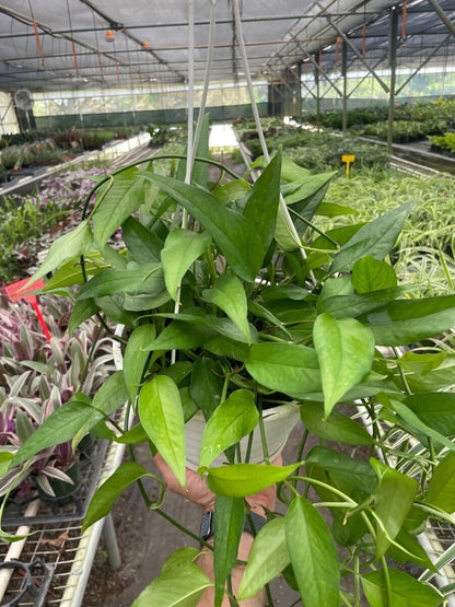 Pothos Skeleton Key-Indoor Plants-Trendy Gardener
