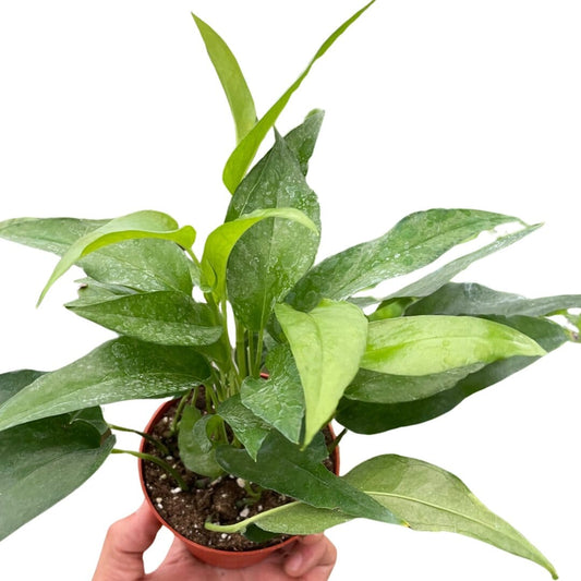 Pothos Skeleton Key-Indoor Plants-Trendy Gardener