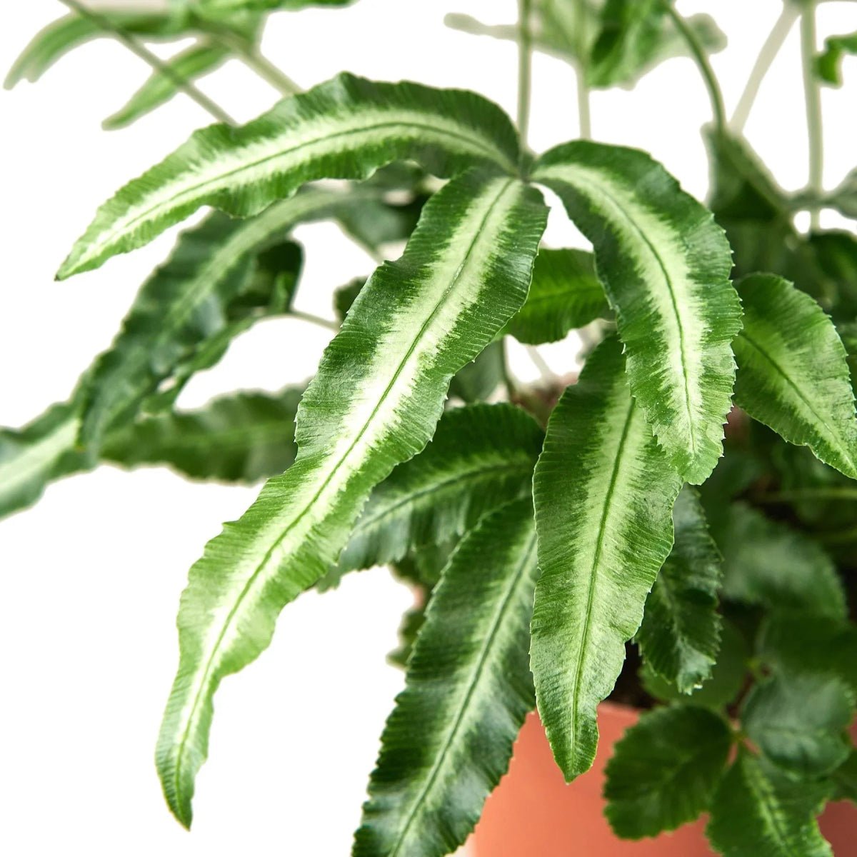 Pteris Cretica 'Albo Fern'-Indoor Plants-Trendy Gardener