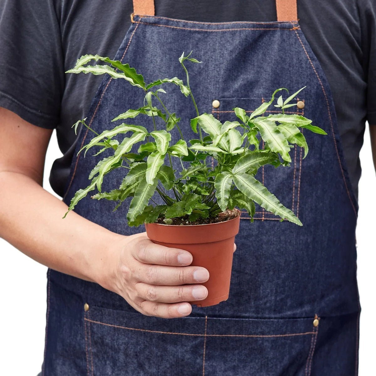 Pteris Cretica 'Albo Fern'-Indoor Plants-Trendy Gardener