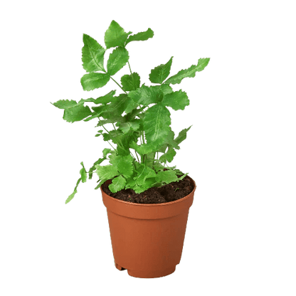 Pteris Cretica 'Albo Fern'-Indoor Plants-Trendy Gardener