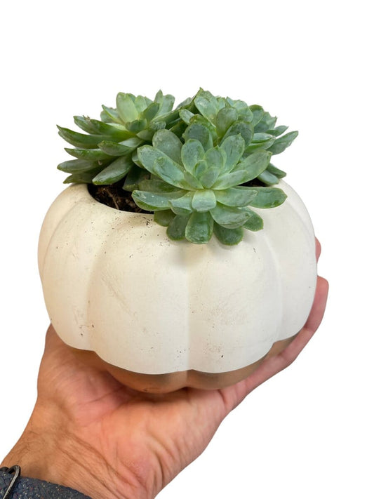 Pumpkin Succulent Garden-Aloe-Trendy Gardener