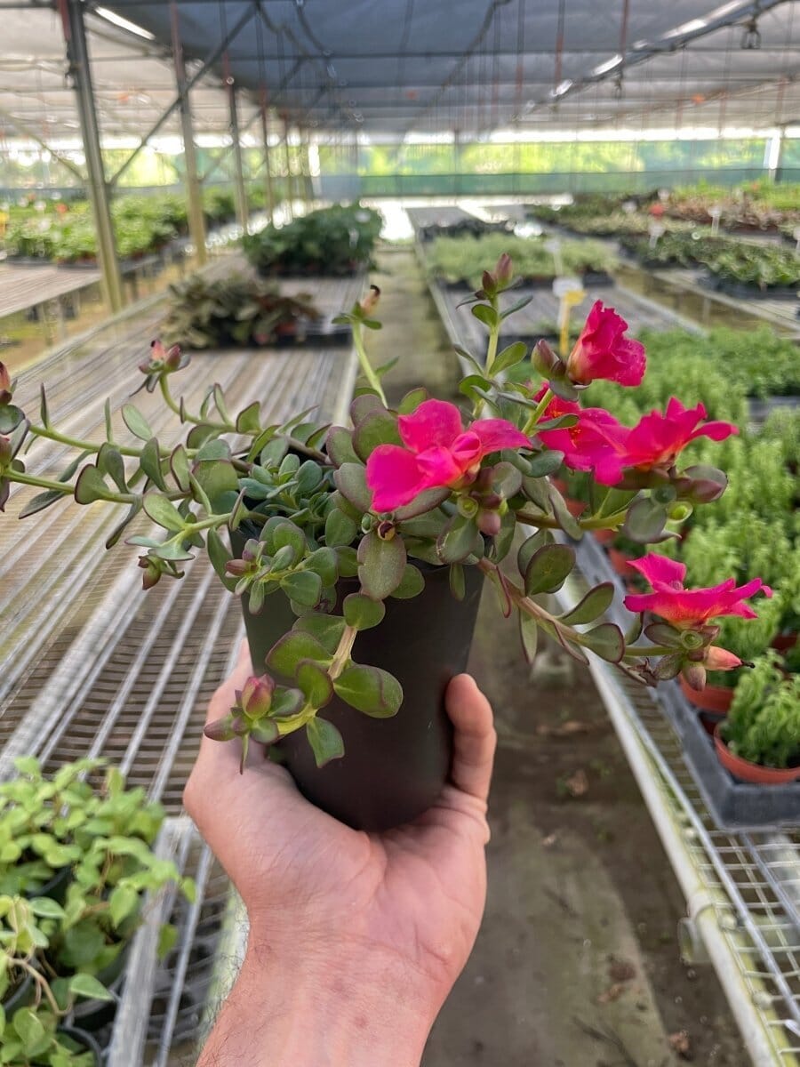 Purslane-Flowering-Trendy Gardener