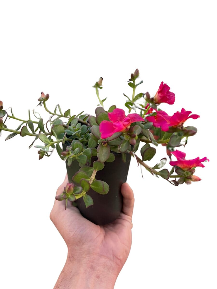 Purslane-Flowering-Trendy Gardener