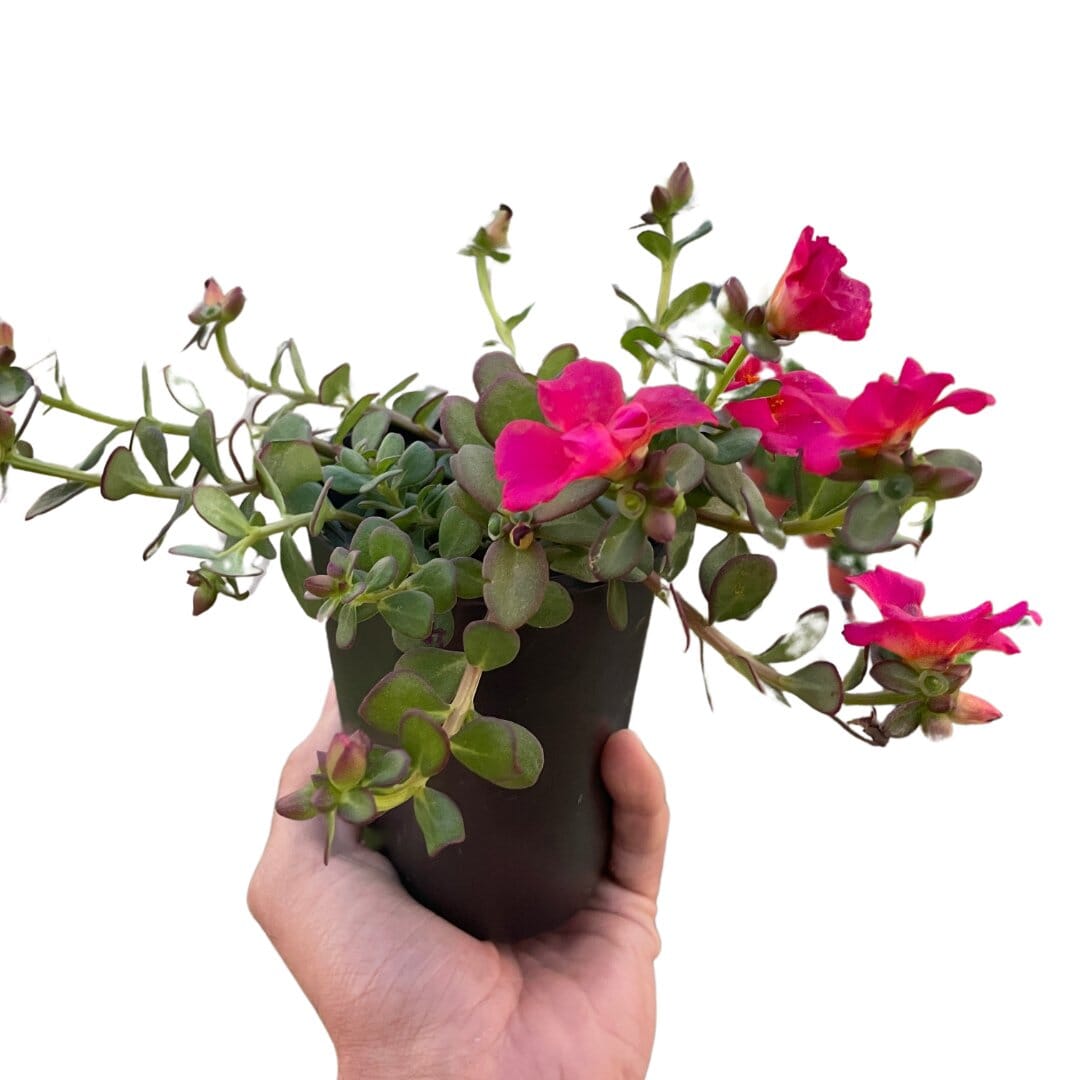 Purslane-Flowering-Trendy Gardener