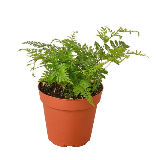 Rabbit's Foot Fern-Indoor Plants-Trendy Gardener