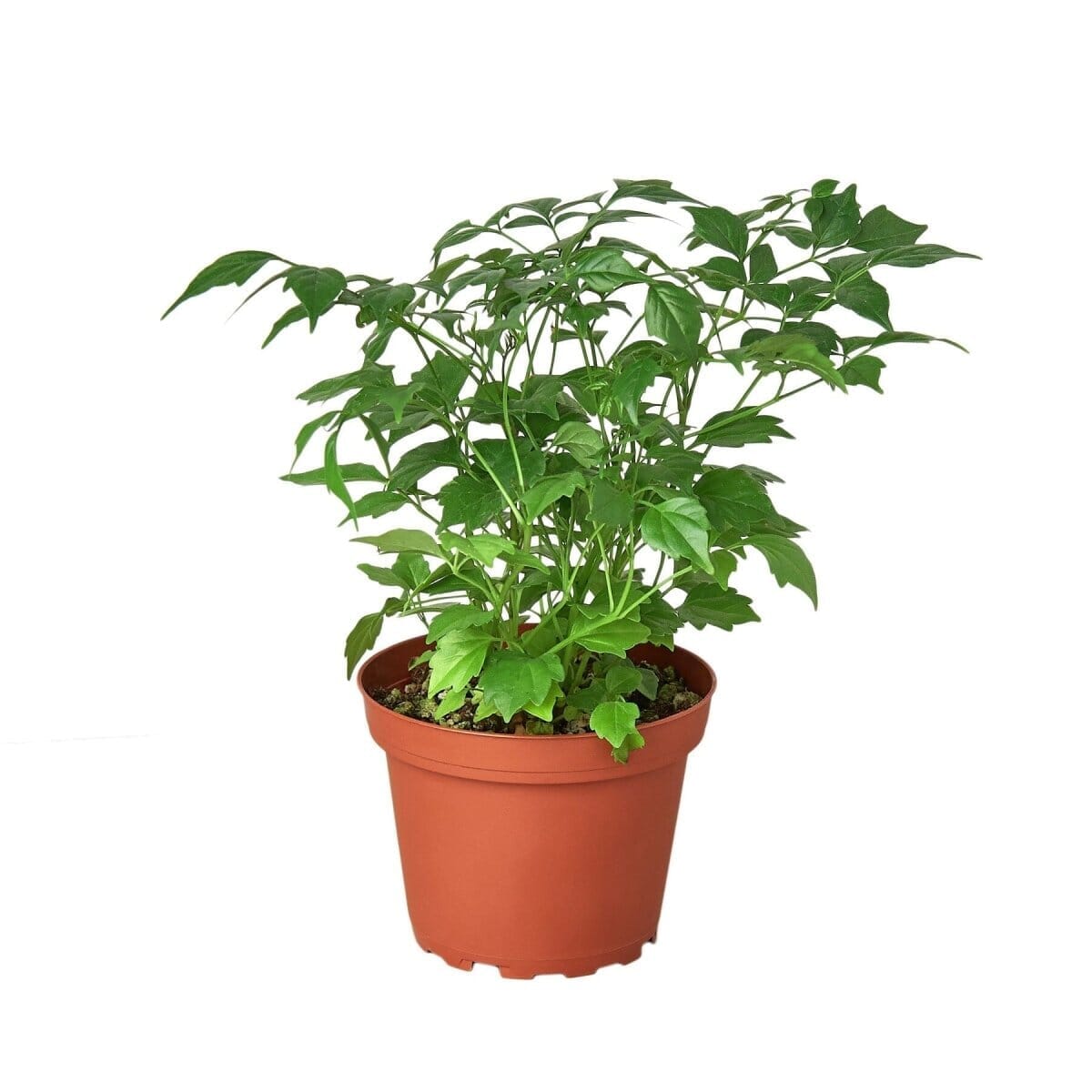 Radermachera 'China Doll' - 4" Pot-Trendy Gardener