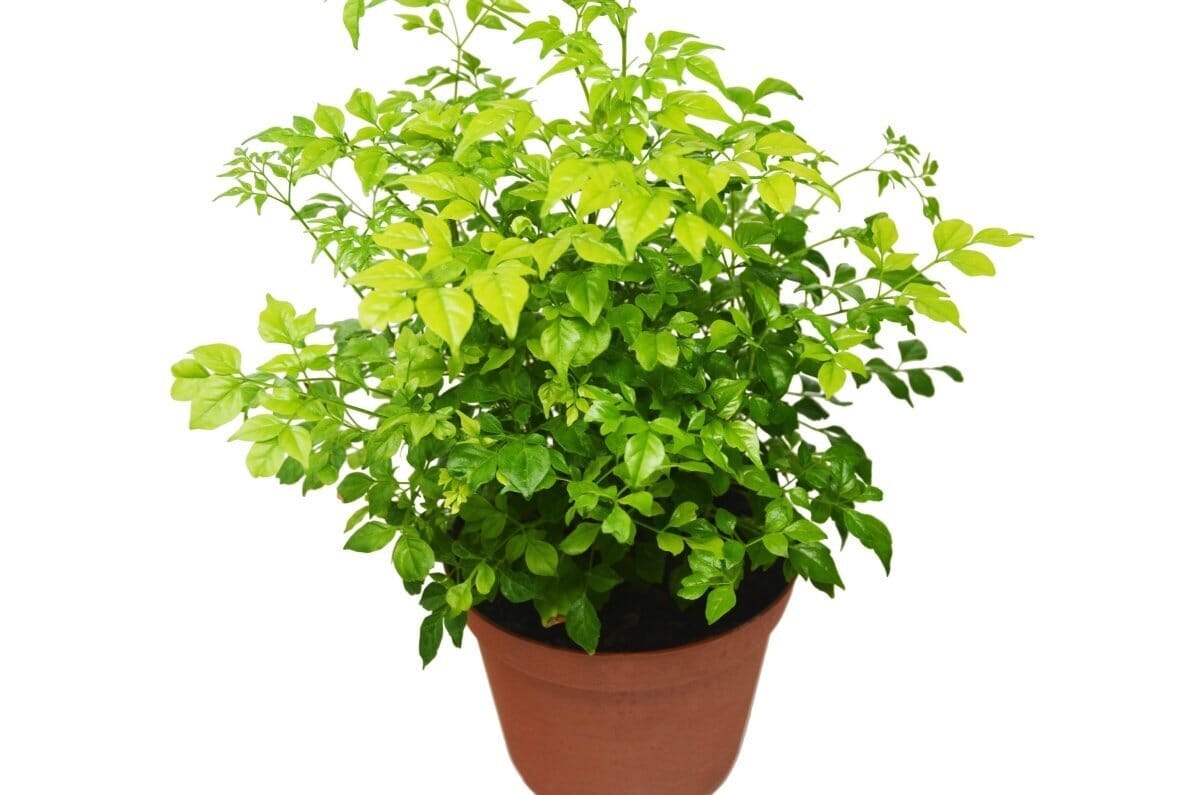 Radermachera 'China Doll' - 6" Pot-6" Plant (1) ($10)-Trendy Gardener