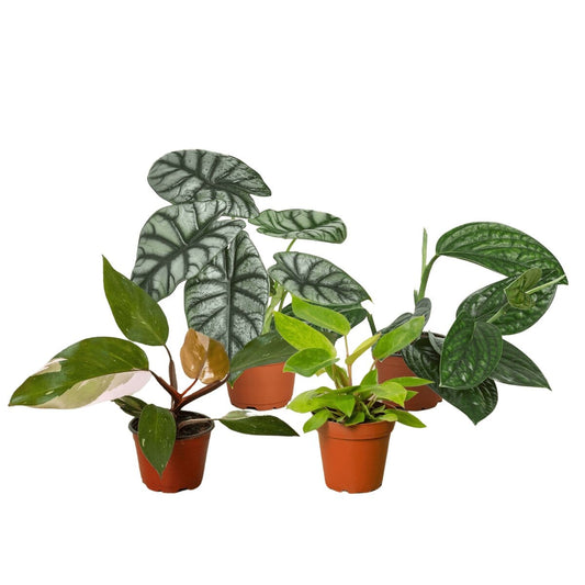 Rare Plant Bundle-Indoor Plants-Trendy Gardener