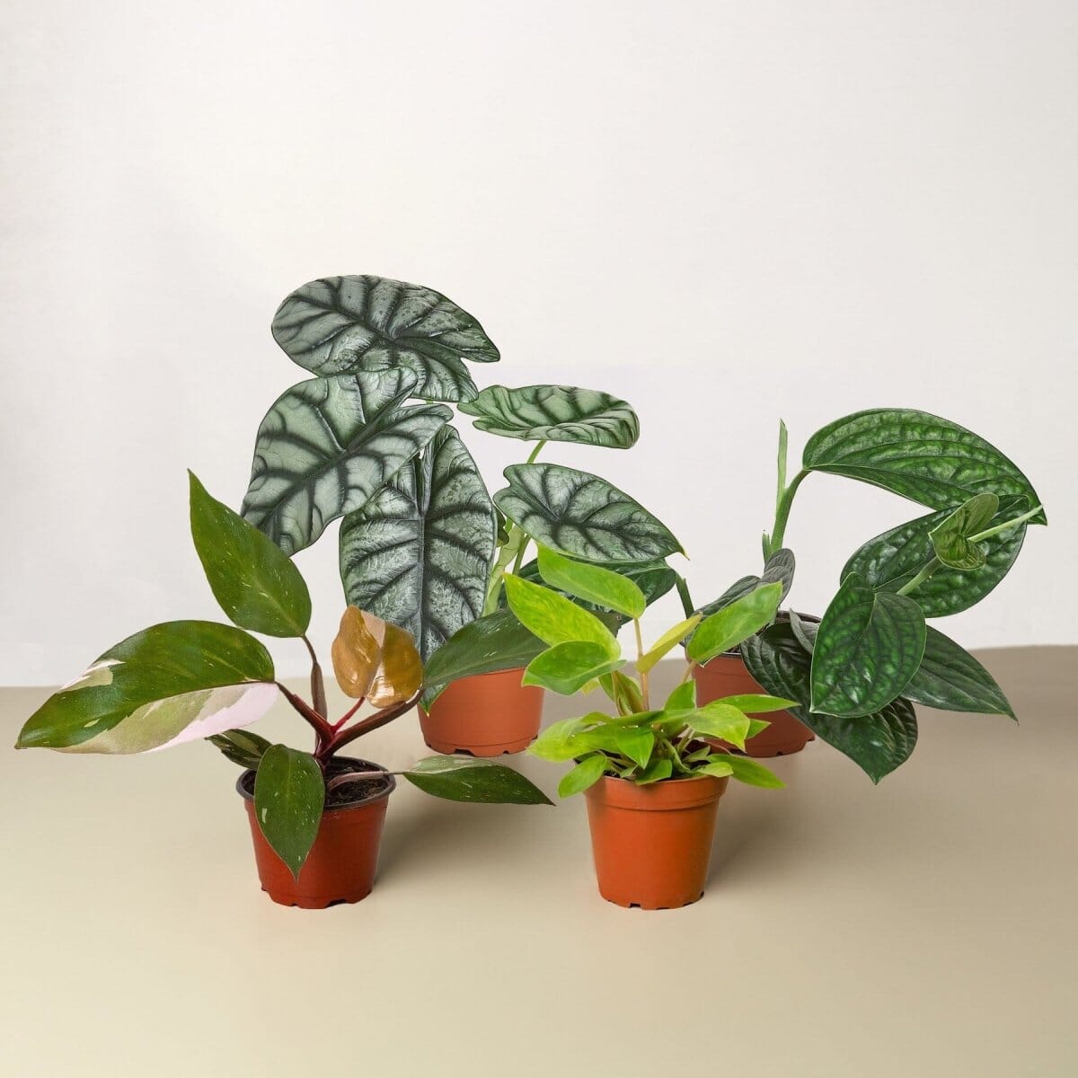 Rare Plant Bundle-Indoor Plants-Trendy Gardener