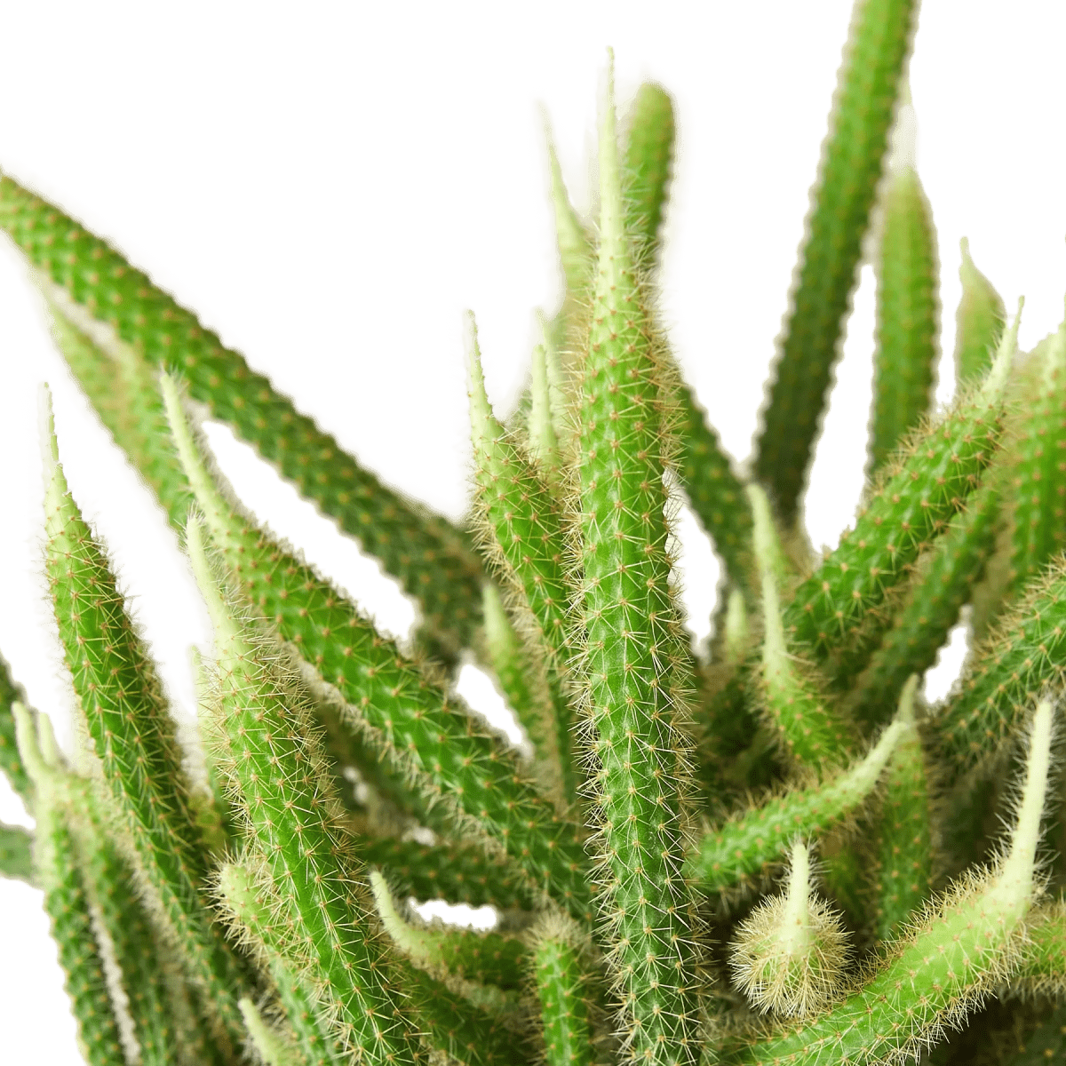 Rat Tail Cactus-Succulent-Trendy Gardener