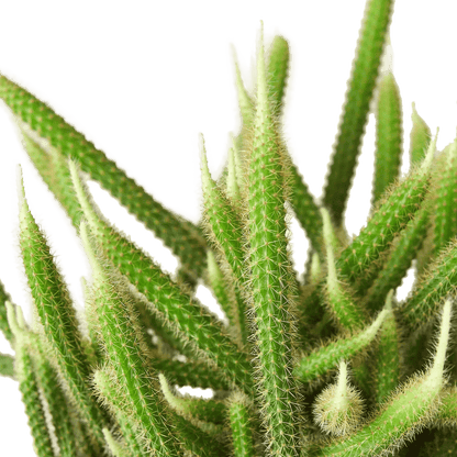 Rat Tail Cactus-Succulent-Trendy Gardener