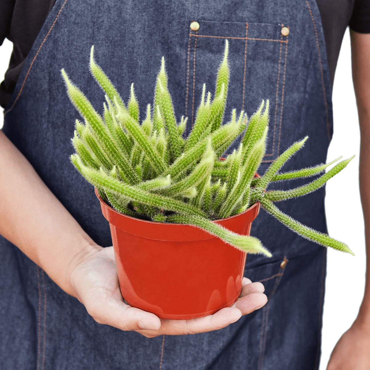 Rat Tail Cactus-Succulent-Trendy Gardener