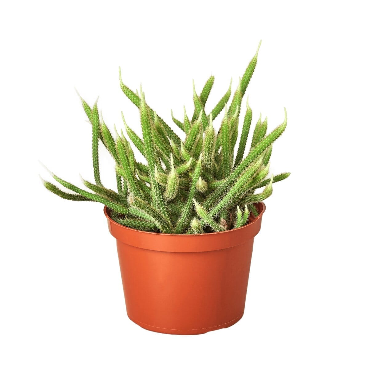 Rat Tail Cactus-Succulent-Trendy Gardener