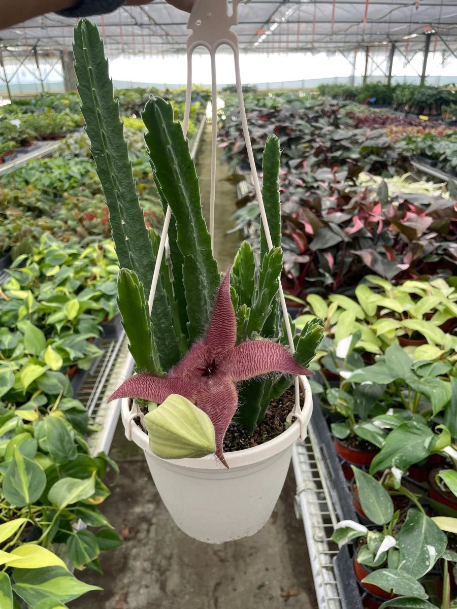 Red Dragon Flower (Huernia schneideriana)-Succulent-Trendy Gardener