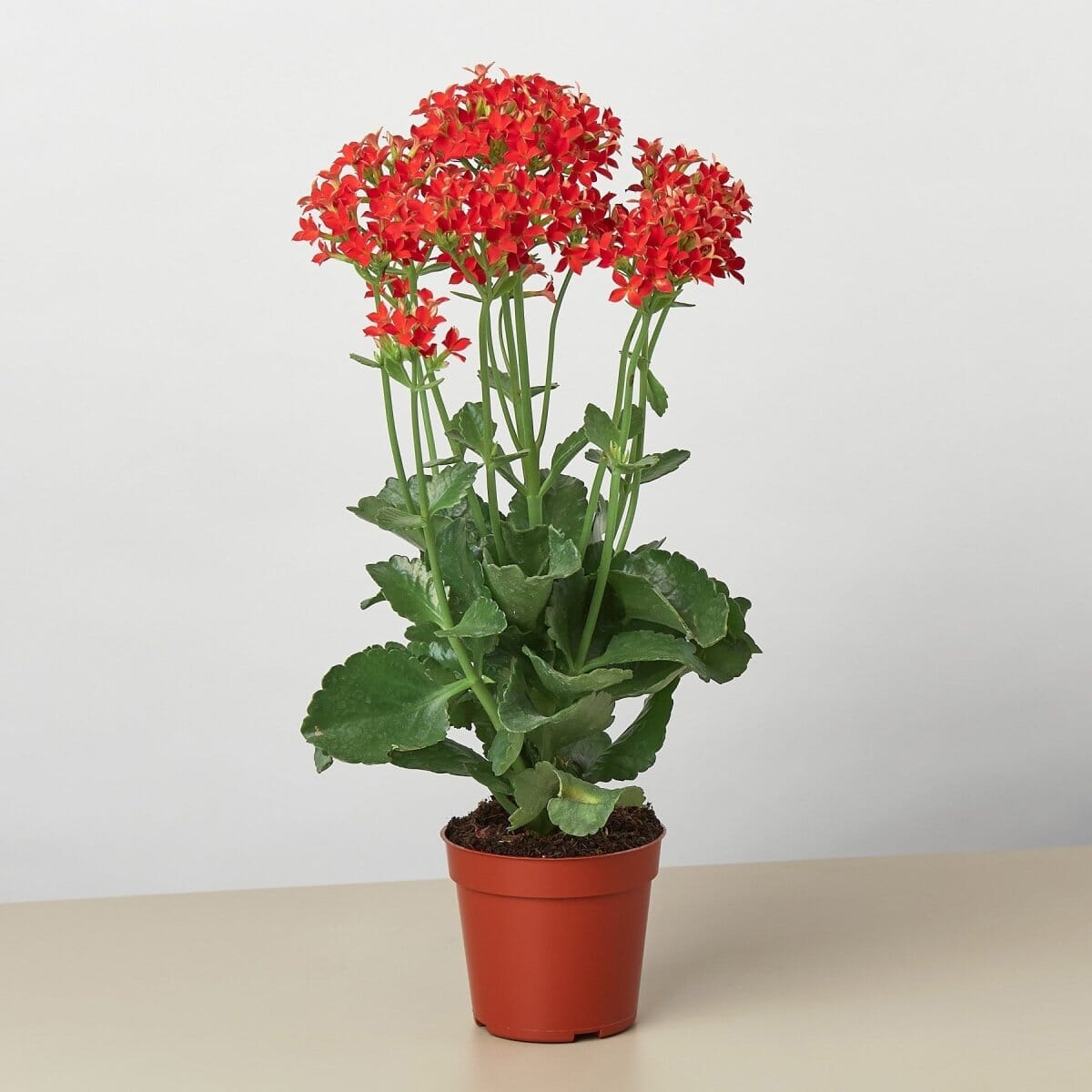 Red Kalanchoe 'Blossfeldiana' - 4" Pot-Indoor Plants-Trendy Gardener