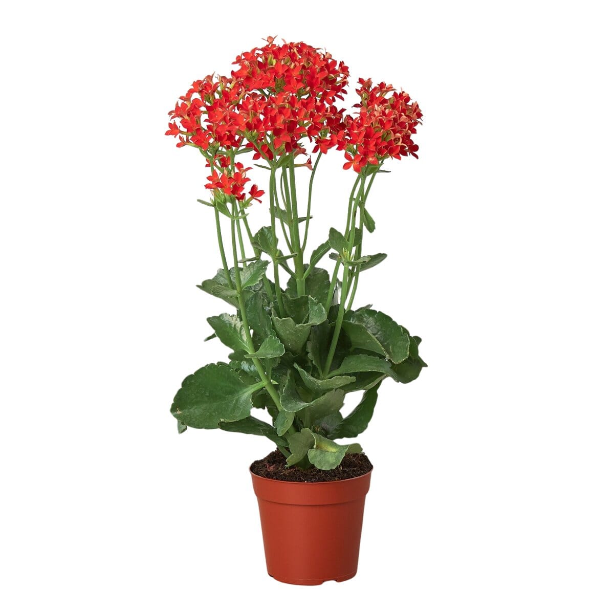 Red Kalanchoe 'Blossfeldiana' - 4" Pot-Indoor Plants-Trendy Gardener