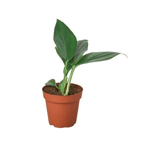 Rhaphidophora decursiva (philodendron Dragon Tail) Indoor Plants Trendy Gardener 4" Pot 