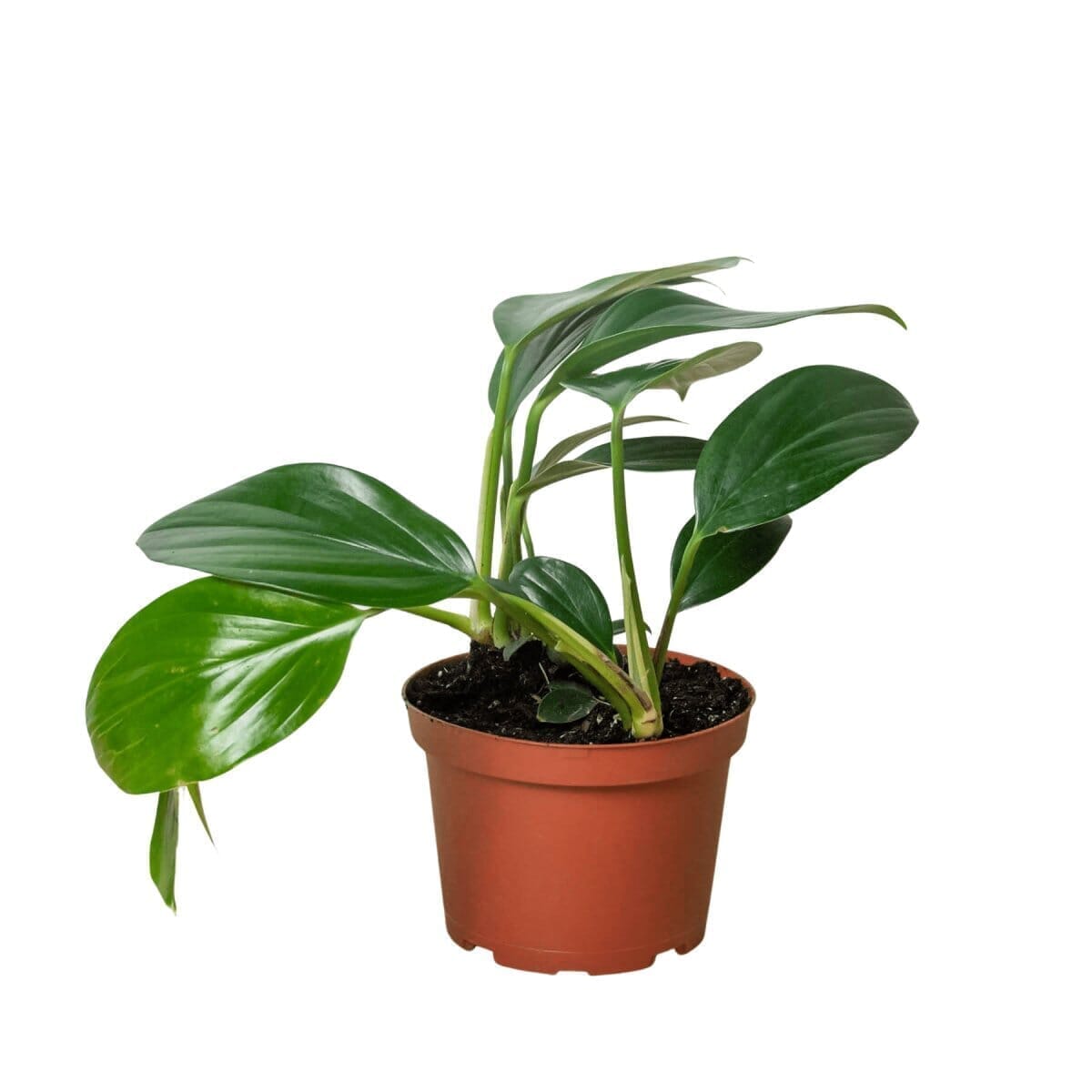 Rhaphidophora decursiva (philodendron Dragon Tail) Indoor Plants Trendy Gardener 