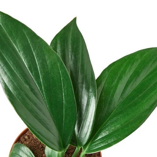 Rhaphidophora decursiva (philodendron Dragon Tail) Indoor Plants Trendy Gardener 6" Pot 