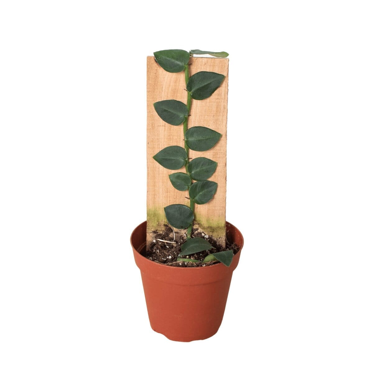 Rhaphidophora 'Hayi' (Shingle Plant)-Indoor Plants-Trendy Gardener