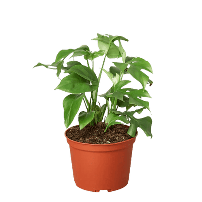 Rhaphidophora tetrasperma 'Monstera Minima'-Indoor Plants-Trendy Gardener