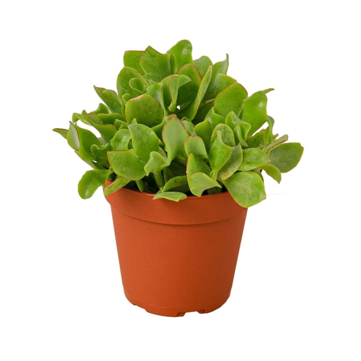 Ripple Jade Succulent-Succulent-Trendy Gardener