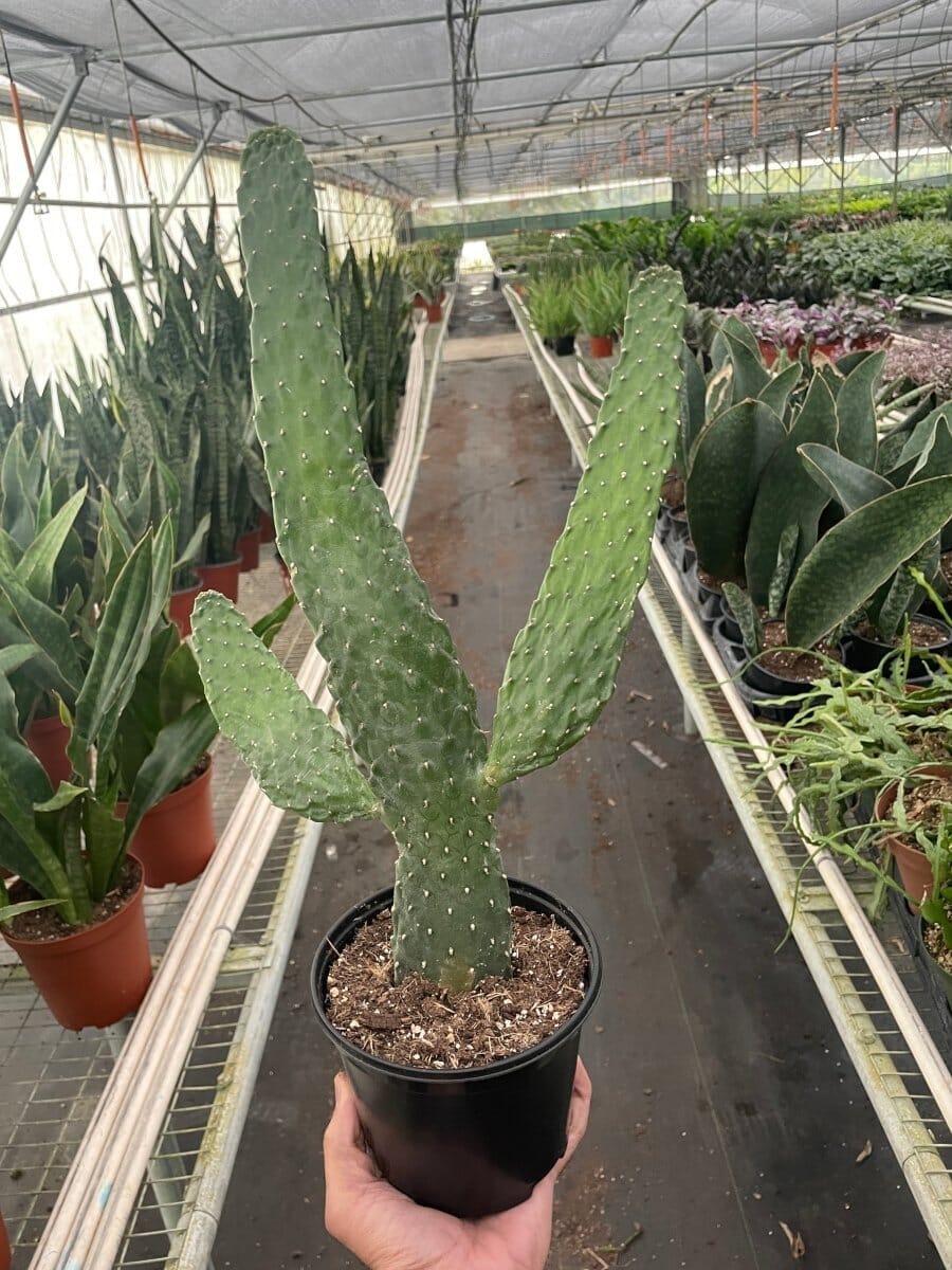 Road Kill Cactus (Consolea rubescens)-Indoor Plants-Trendy Gardener