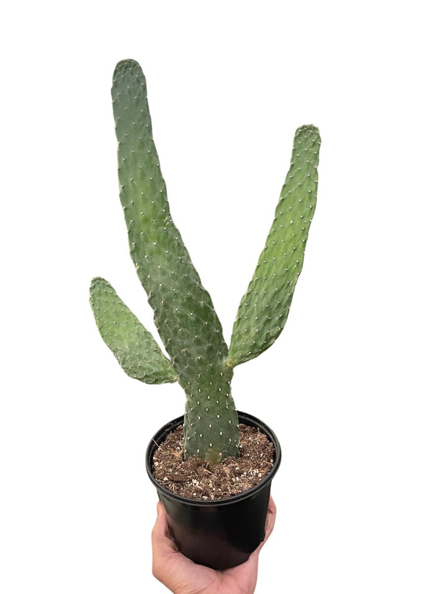 Road Kill Cactus (Consolea rubescens)-Indoor Plants-Trendy Gardener