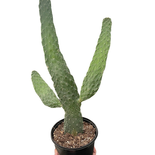 Road Kill Cactus (Consolea rubescens)-Indoor Plants-Trendy Gardener