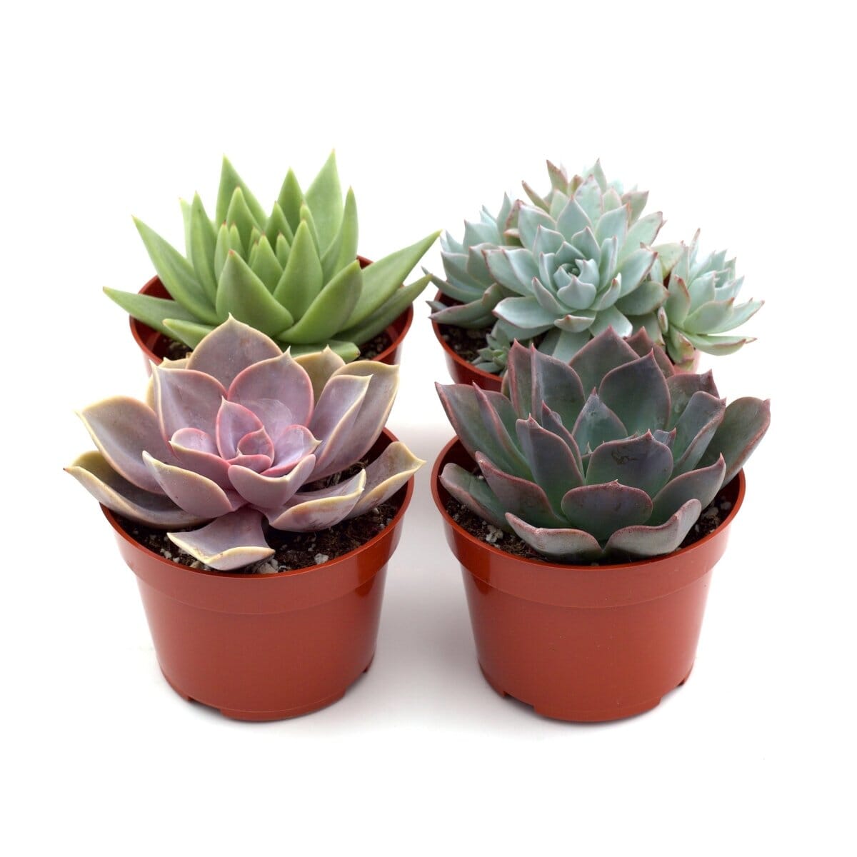 Rosette Succulent Variety Packs-Indoor Plants-Trendy Gardener