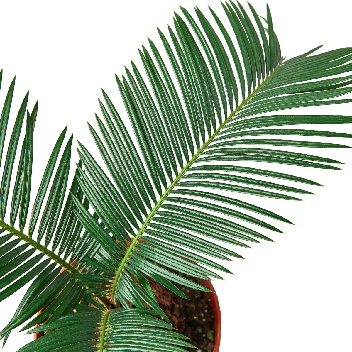 Sago Palm - In 6" Pot-Indoor Plants-Trendy Gardener