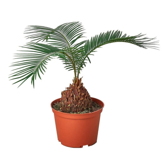 Sago Palm - In 6" Pot-Indoor Plants-Trendy Gardener