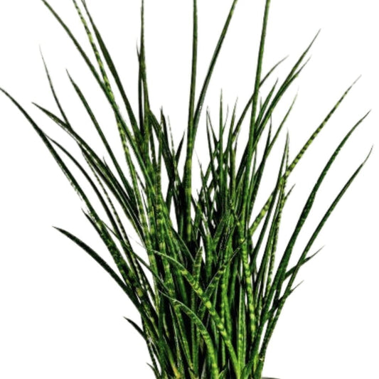 Sansevieria Fernwood Mikado Indoor Plants Trendy Gardener 8” Pot 