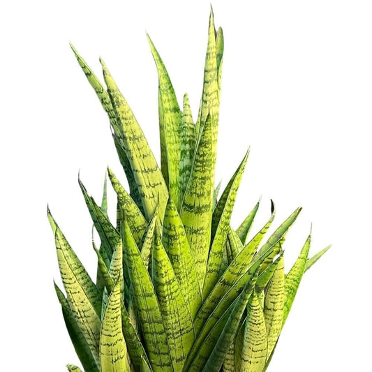 Sansevieria Royal Crown Indoor Plants Trendy Gardener 