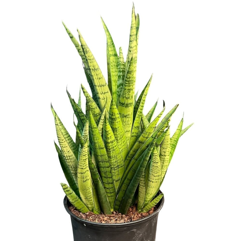 Sansevieria Royal Crown Indoor Plants Trendy Gardener 