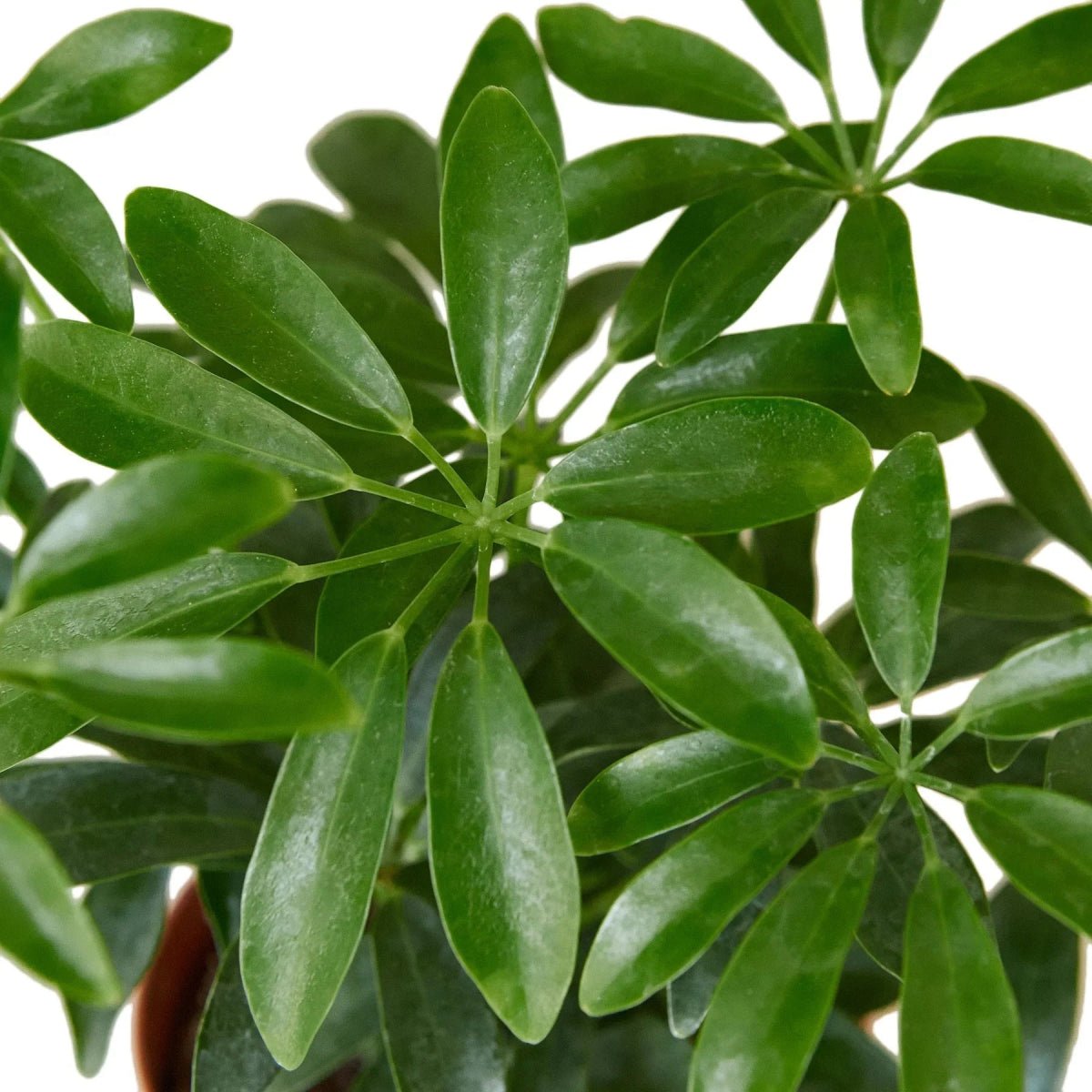 Schefflera Arboricola 'Umbrella'-Indoor Plants-Trendy Gardener