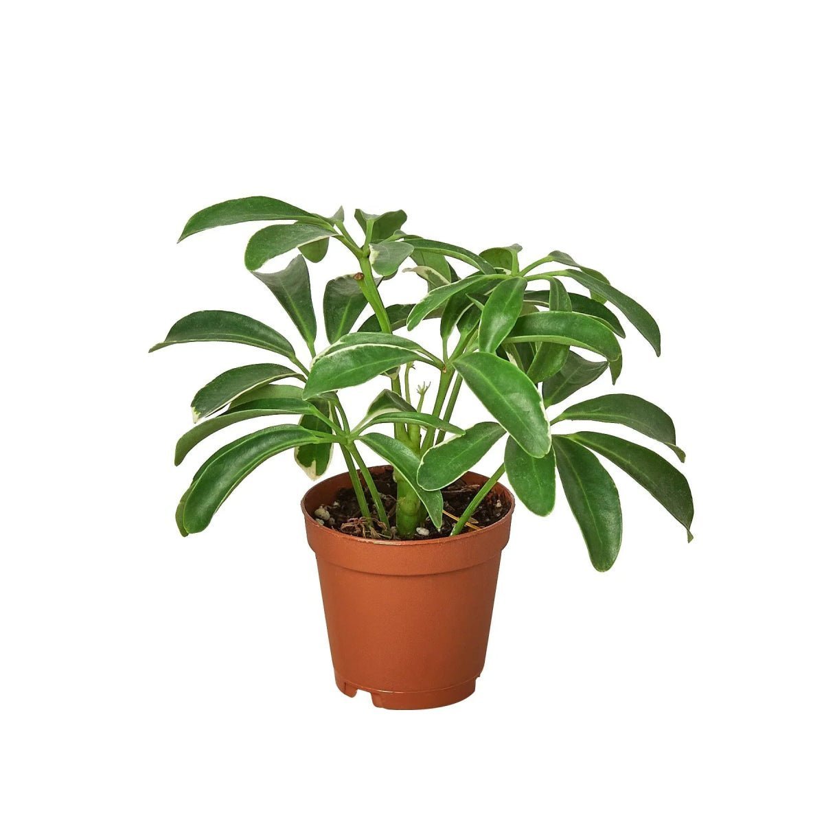 Schefflera Arboricola 'Umbrella'-Indoor Plants-Trendy Gardener