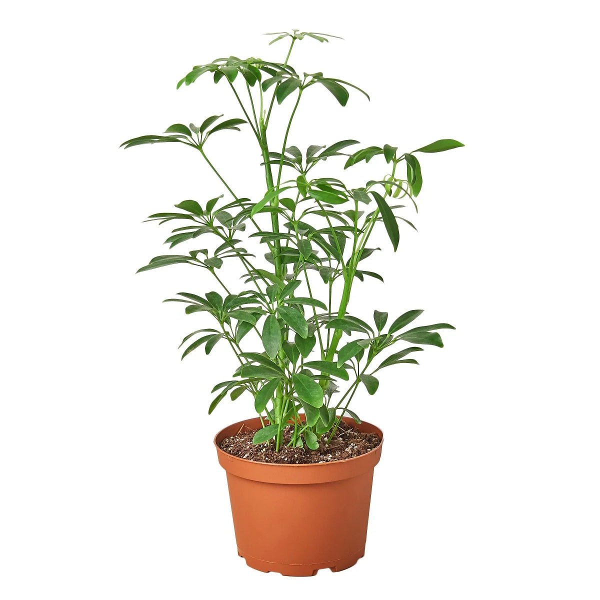 Schefflera Arboricola 'Umbrella'-Indoor Plants-Trendy Gardener