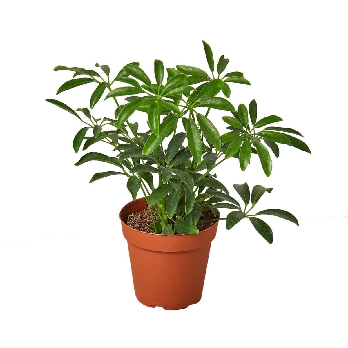 Schefflera Arboricola 'Umbrella'-Indoor Plants-Trendy Gardener