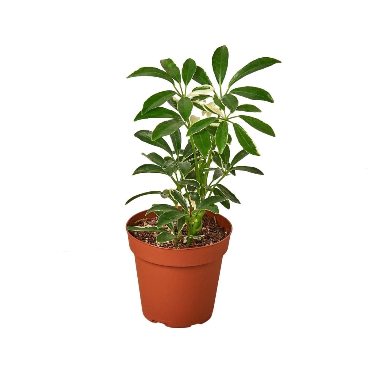 Schefflera Moonlight 'Umbrella Plant' (Schefflera arboricola)-Indoor Plants-Trendy Gardener